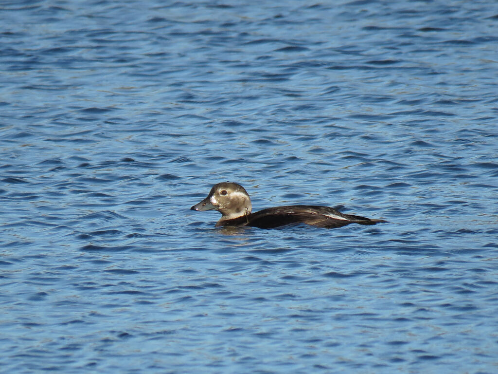 Long-tailed Duck