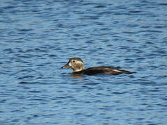 Long-tailed Duck