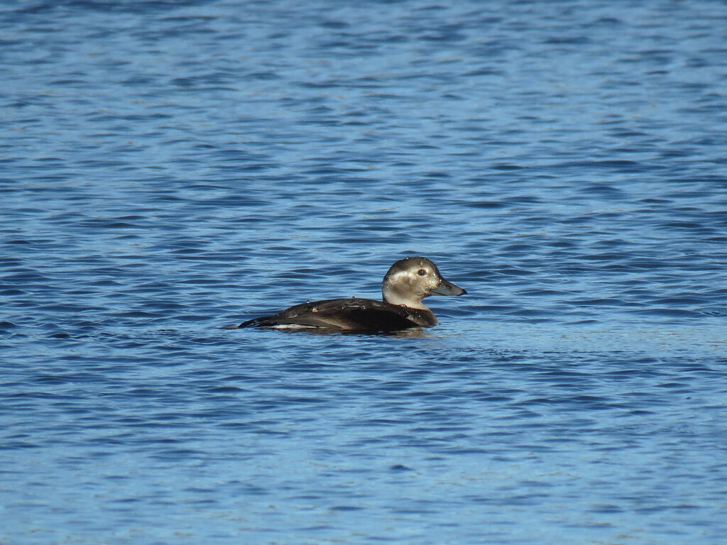 Long-tailed Duck