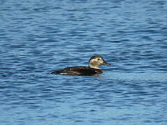 Long-tailed Duck