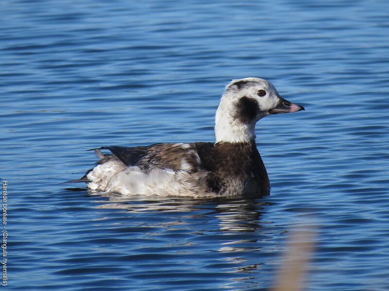 Long-tailed Duck male First year
