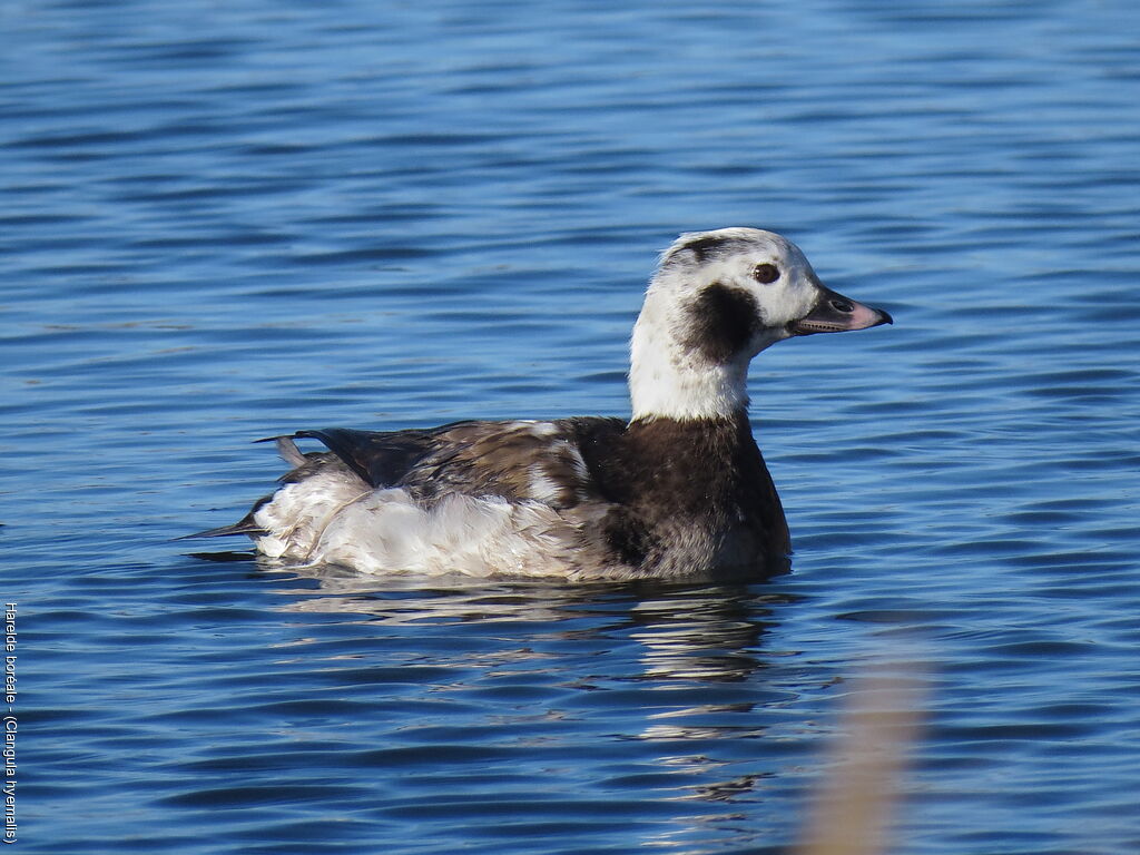 Long-tailed Duck male First year