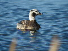 Long-tailed Duck