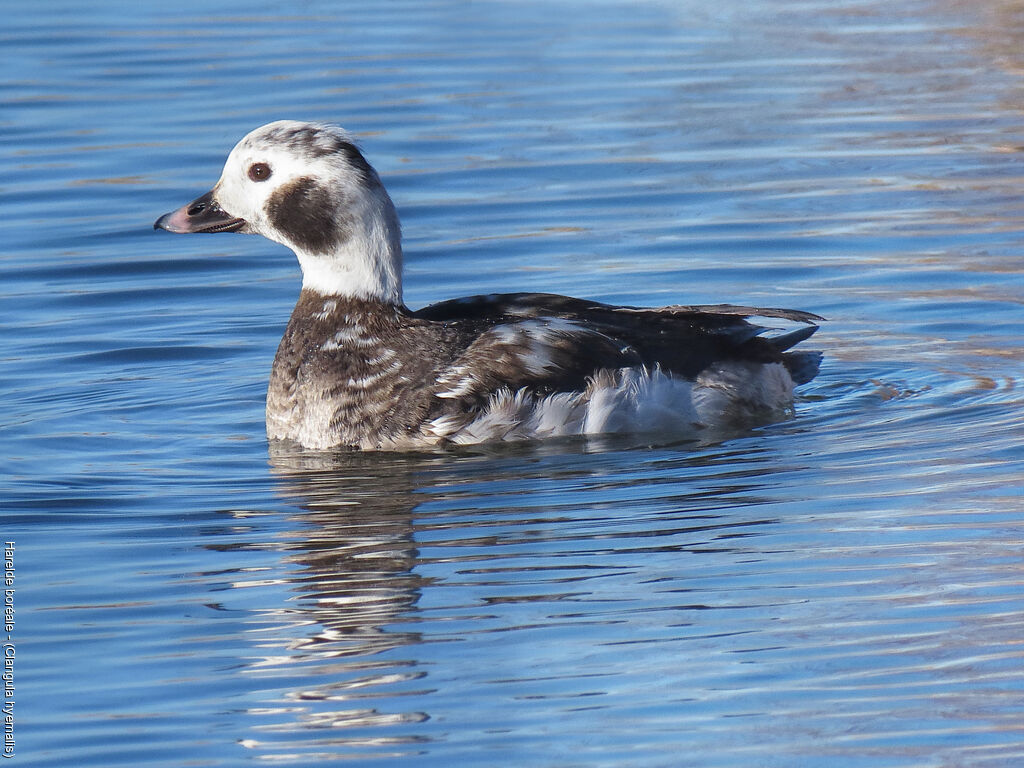 Long-tailed Duck