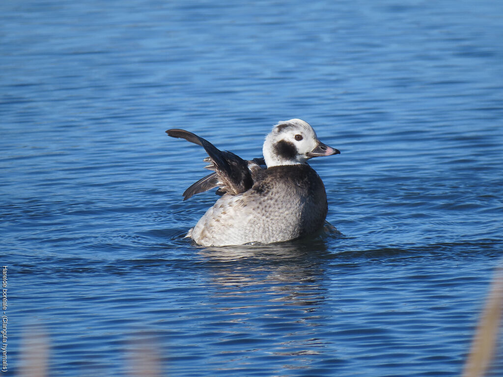 Long-tailed Duck