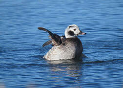 Long-tailed Duck