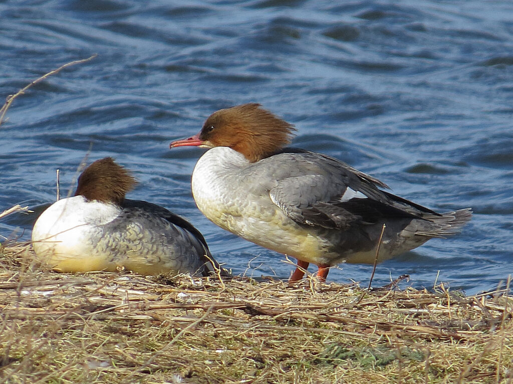 Common Merganser