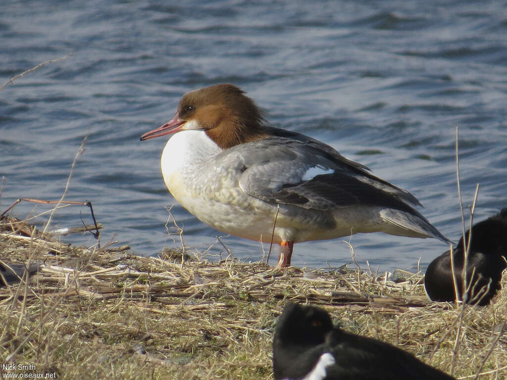 Harle bièvre femelle adulte nuptial, identification