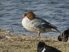 Common Merganser