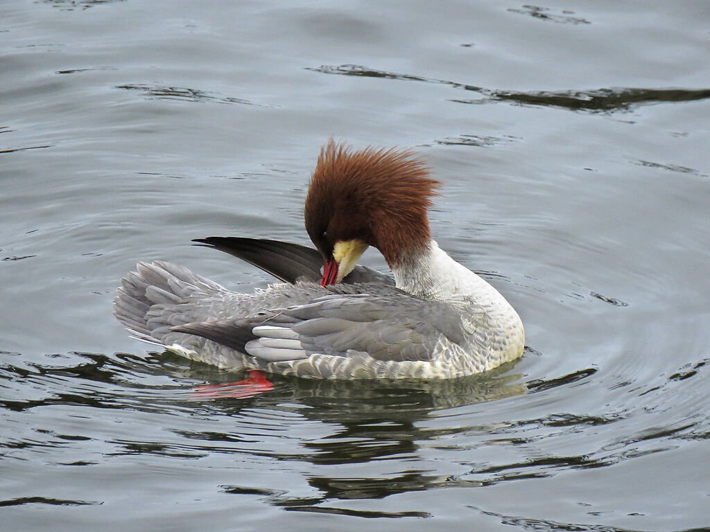 Harle bièvre