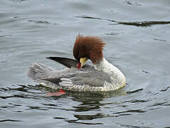 Common Merganser