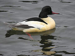 Common Merganser