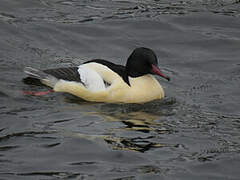 Common Merganser