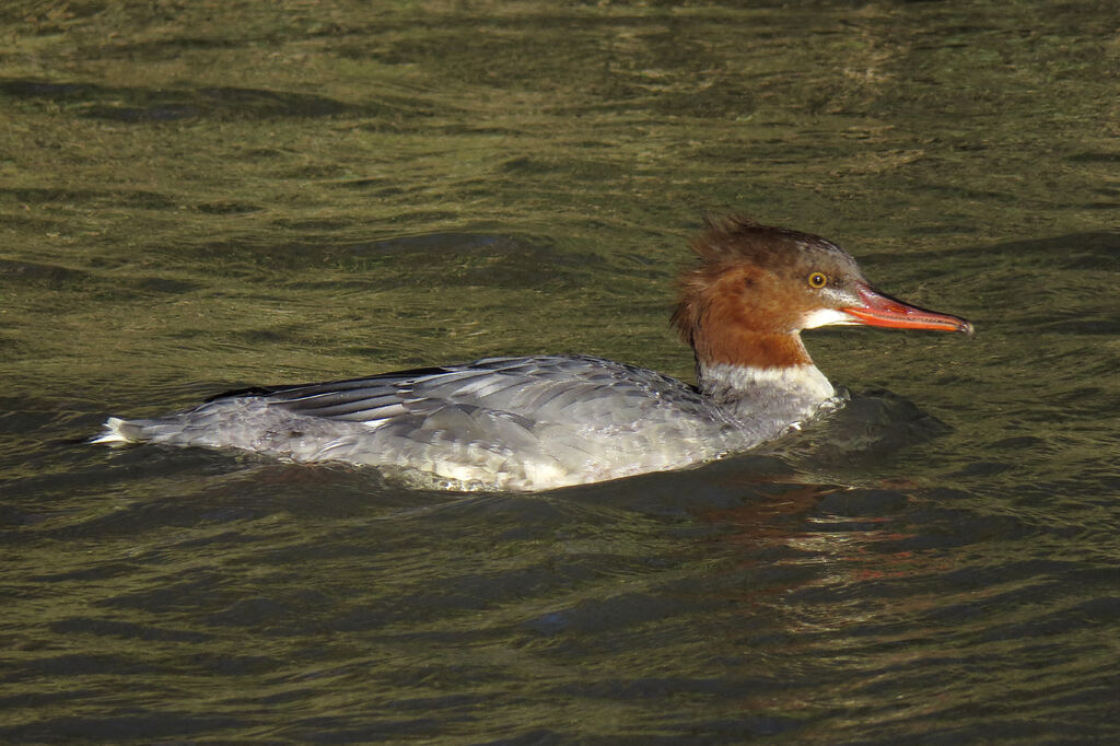 Common Merganser