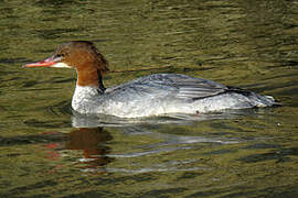 Common Merganser