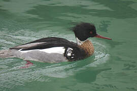 Red-breasted Merganser