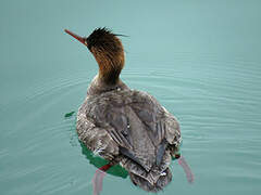 Red-breasted Merganser