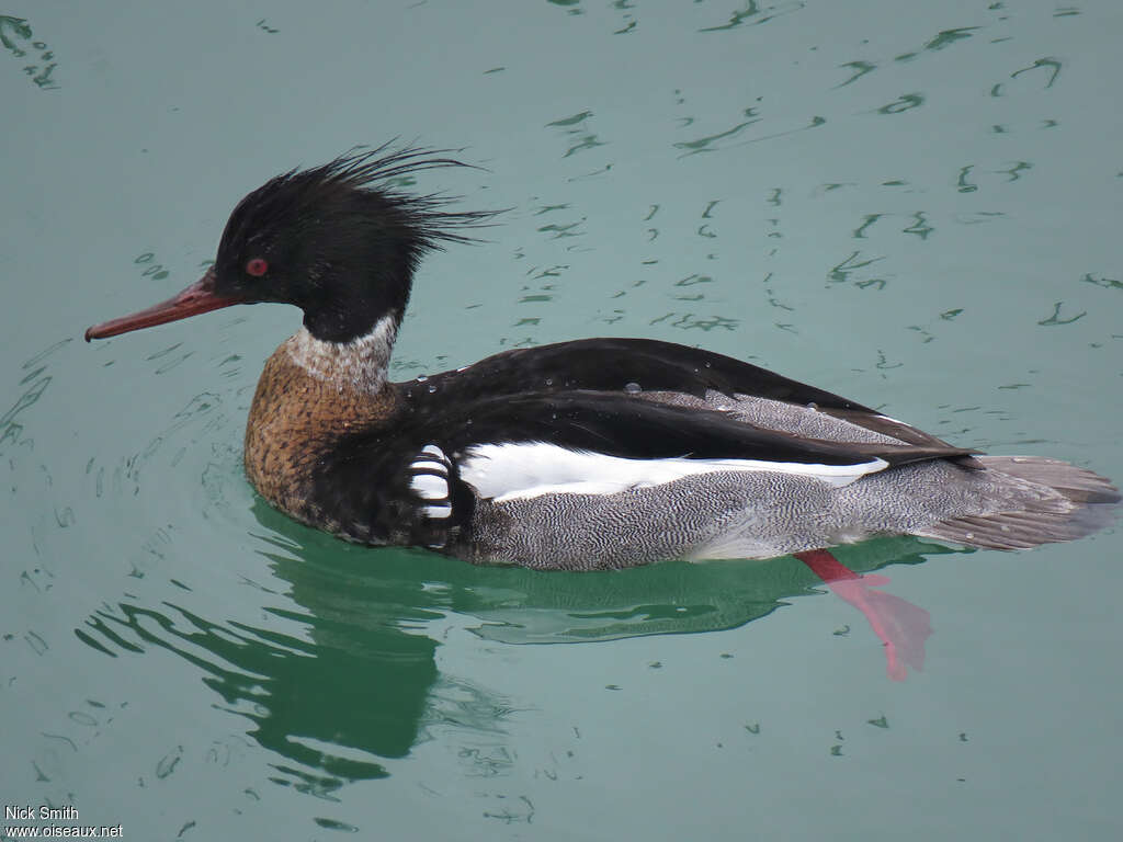 Red-breasted Merganser male adult breeding, identification