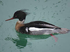 Red-breasted Merganser