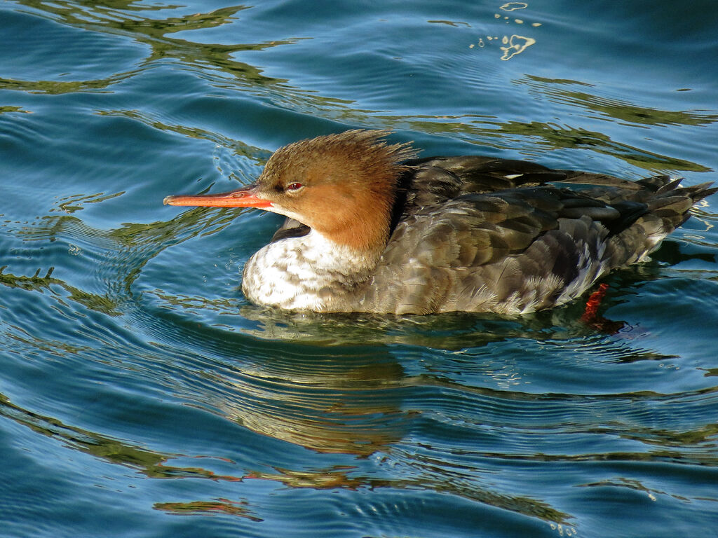 Red-breasted Merganser