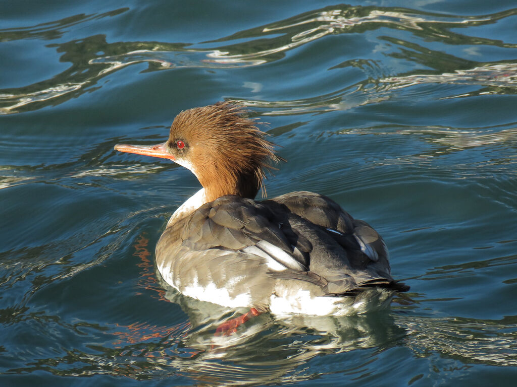 Red-breasted Merganser