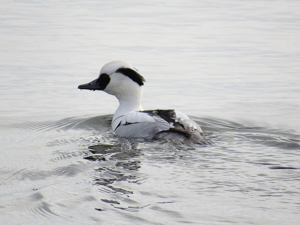 Smew male