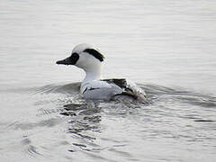 Smew