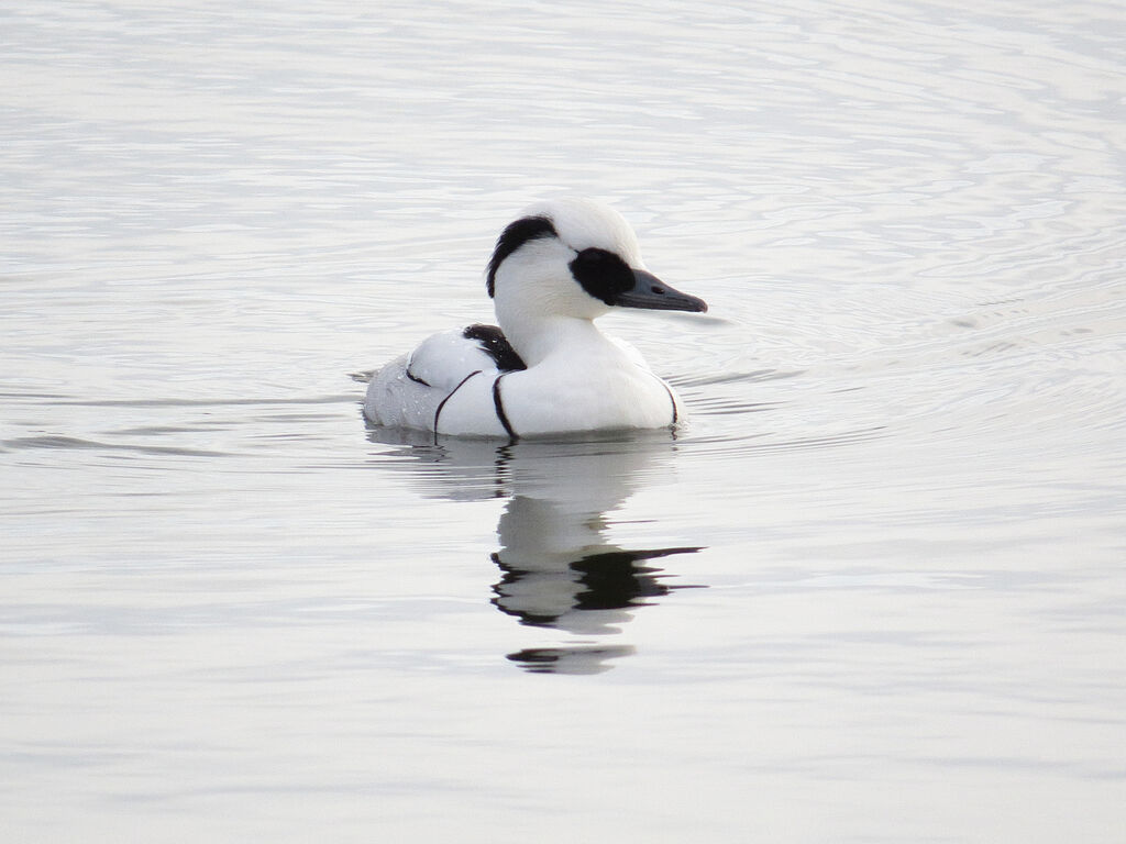 Smew male