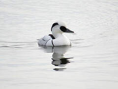 Smew