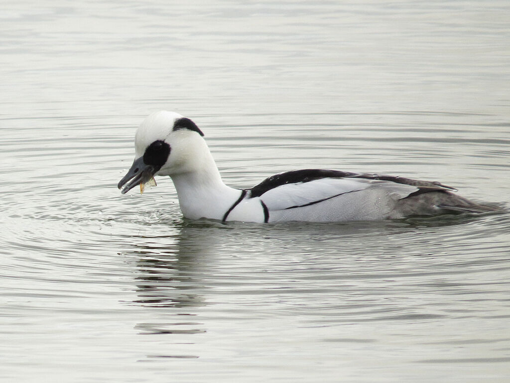 Smew male