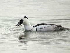 Smew