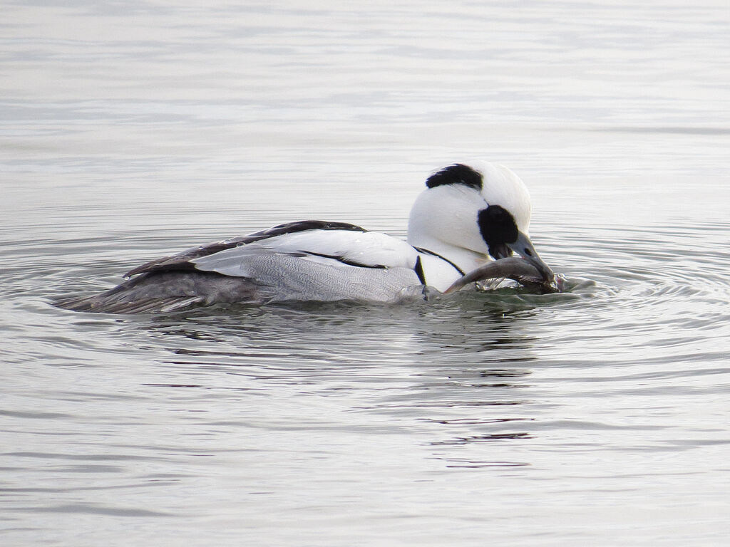 Smew male