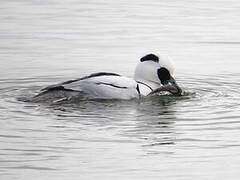 Smew