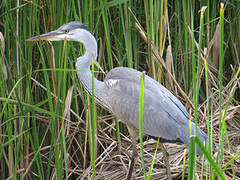 Grey Heron