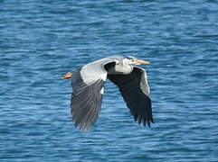 Grey Heron