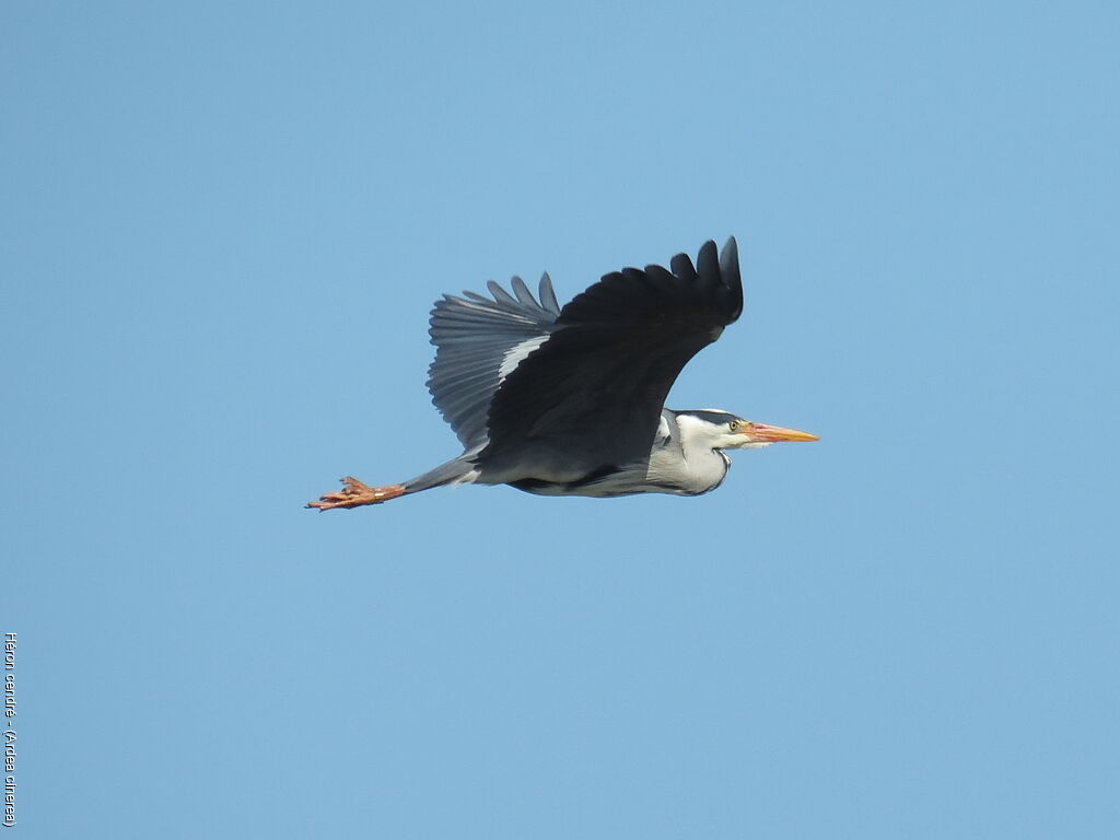 Grey Heron