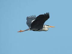 Grey Heron