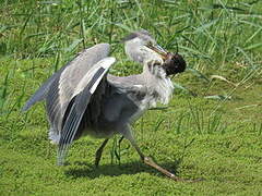 Grey Heron