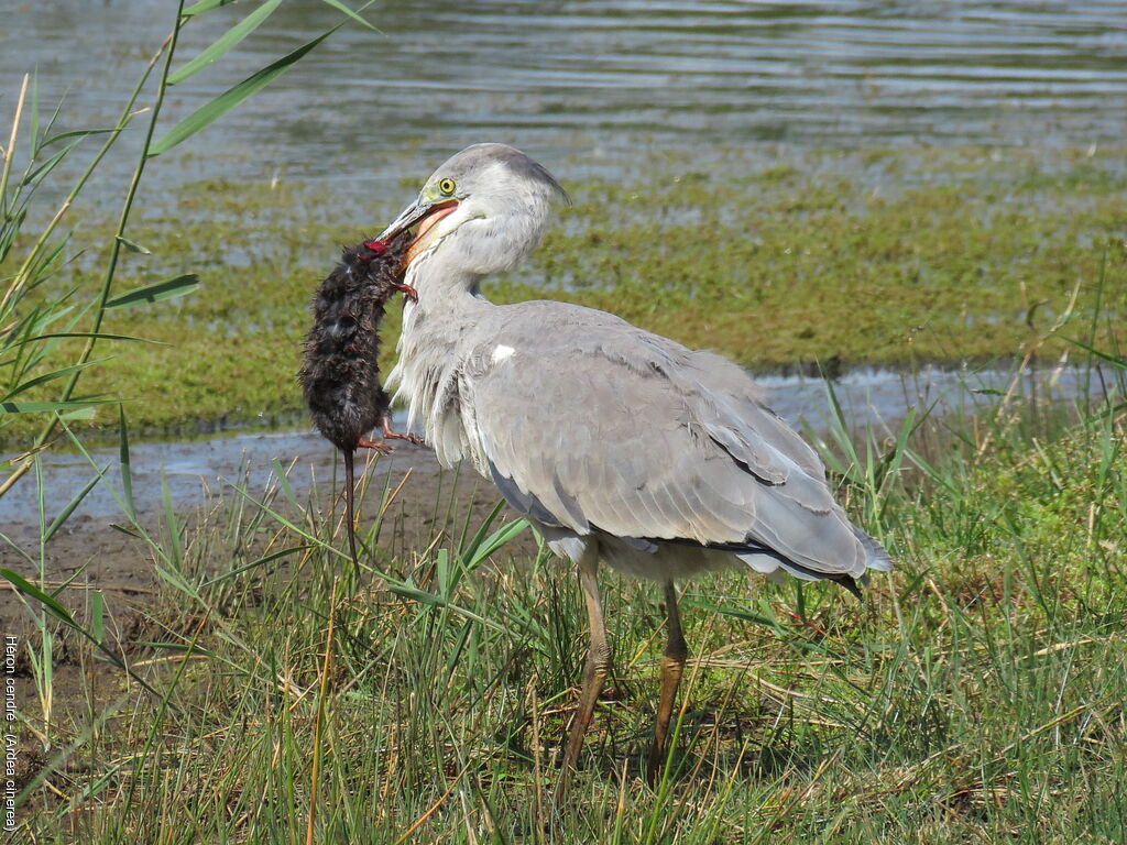 Grey Heronjuvenile