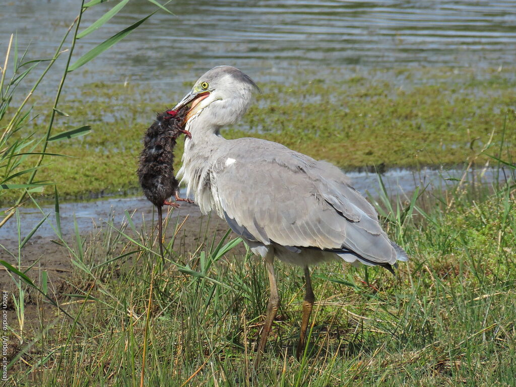 Grey Heronjuvenile