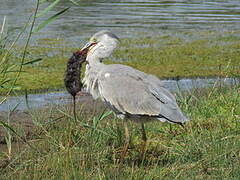 Grey Heron