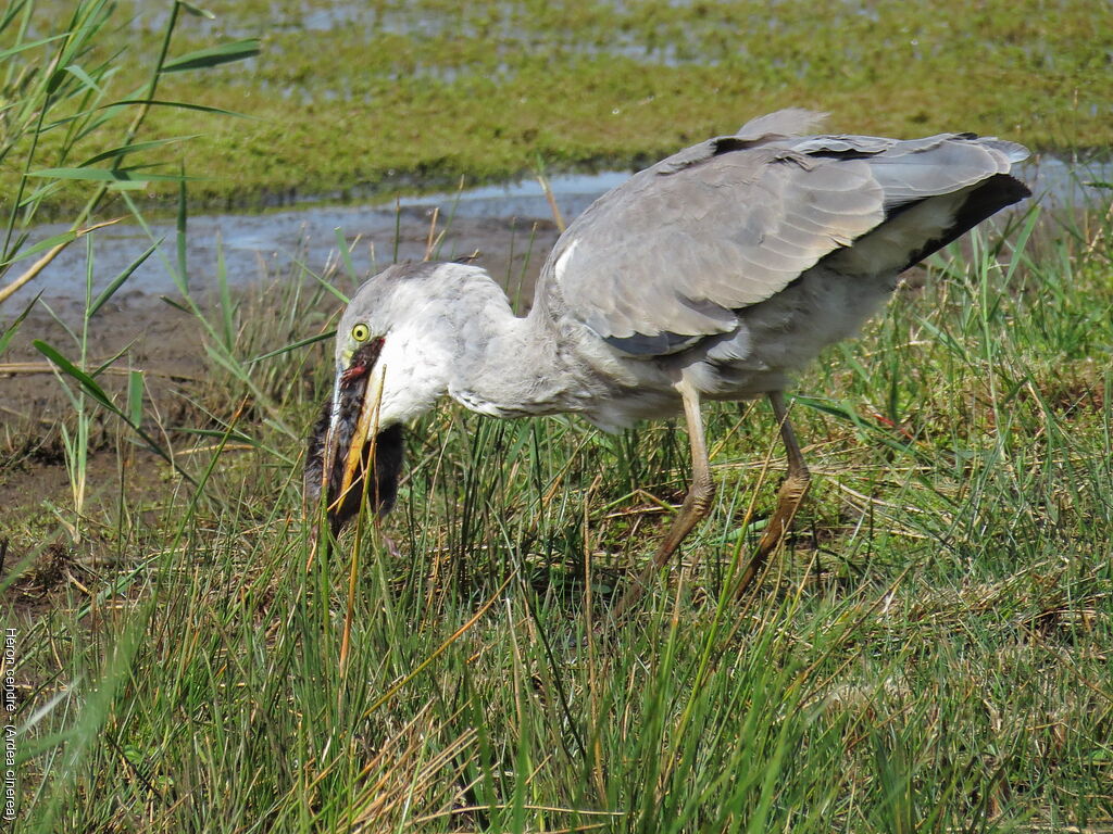 Grey Heron