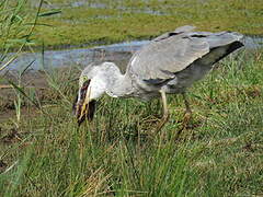 Grey Heron