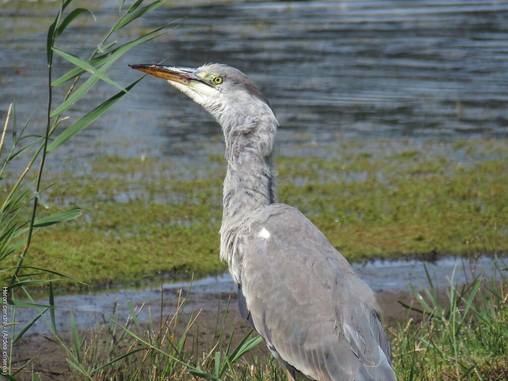 Grey Heronjuvenile