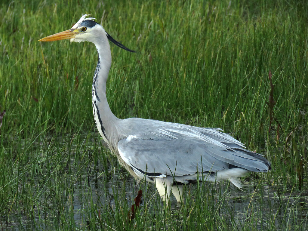 Grey Heron