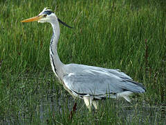 Grey Heron