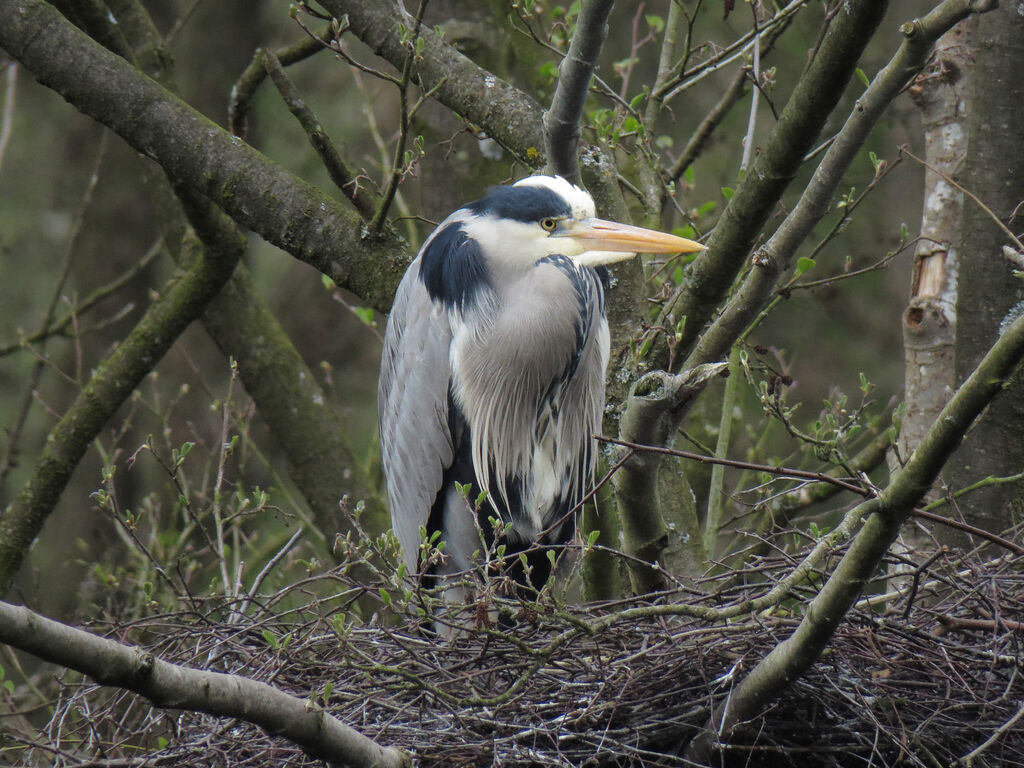 Grey Heron