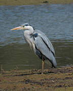 Grey Heron