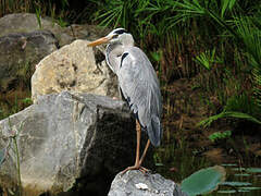 Grey Heron