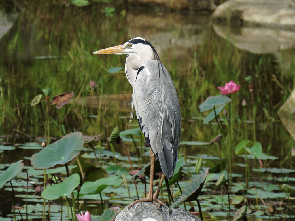 Grey Heron